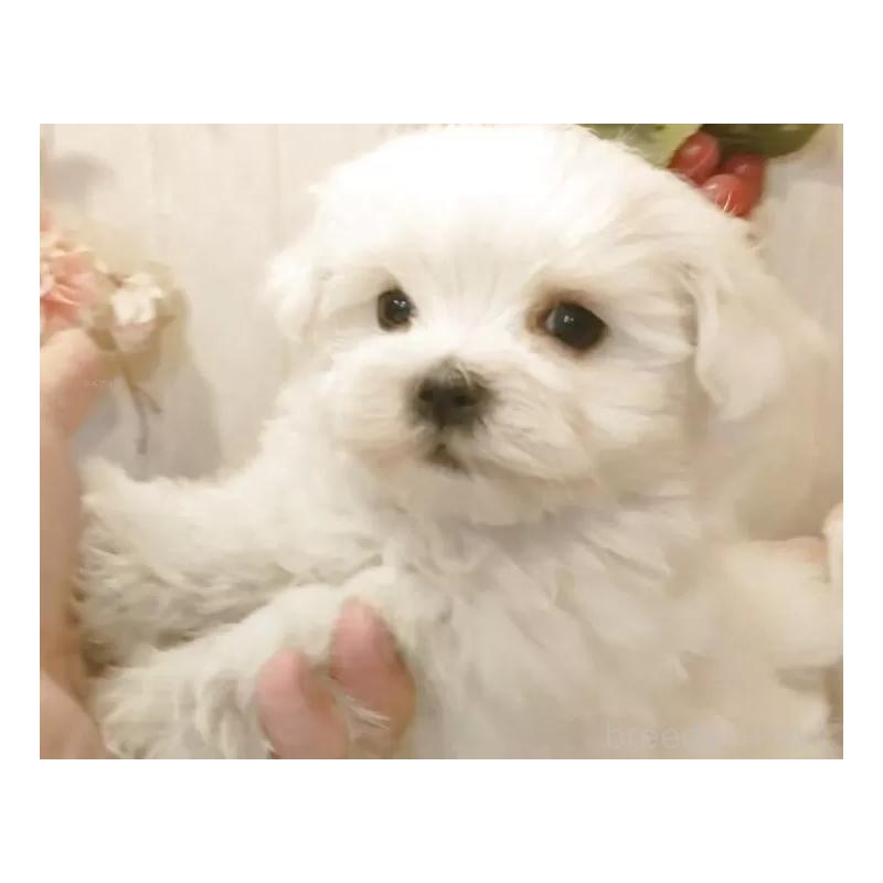 販売中の愛知県のマルチーズ-425176の9枚目