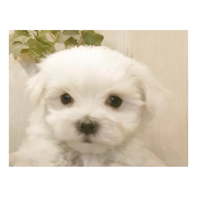 販売中の愛知県のマルチーズ-425176の8枚目