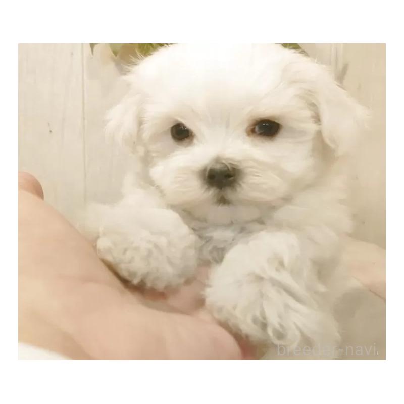 販売中の愛知県のマルチーズ-425176の6枚目