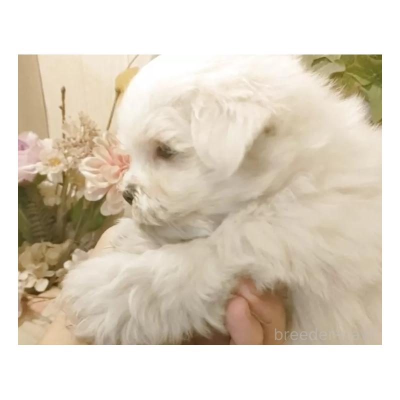 販売中の愛知県のマルチーズ-425176の5枚目