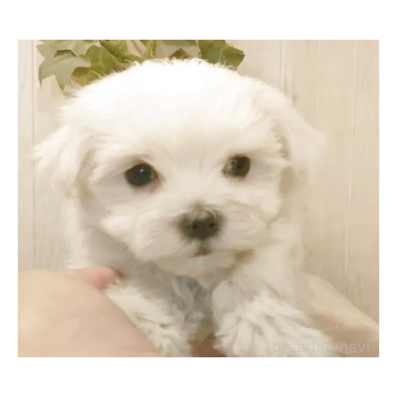 販売中の愛知県のマルチーズ-425176の4枚目