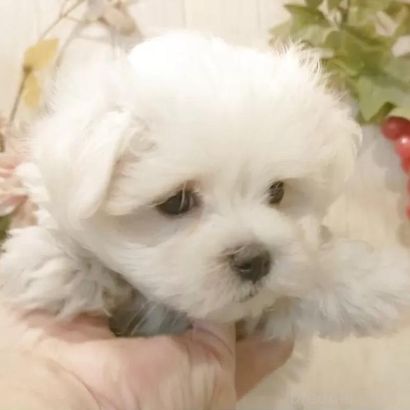 販売中の愛知県のマルチーズ-425177