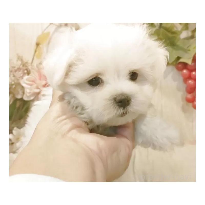 販売中の愛知県のマルチーズ-425177の10枚目