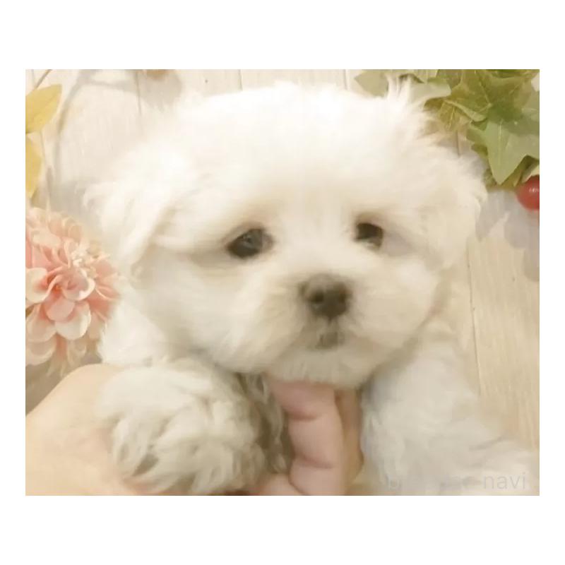 販売中の愛知県のマルチーズ-425177の8枚目