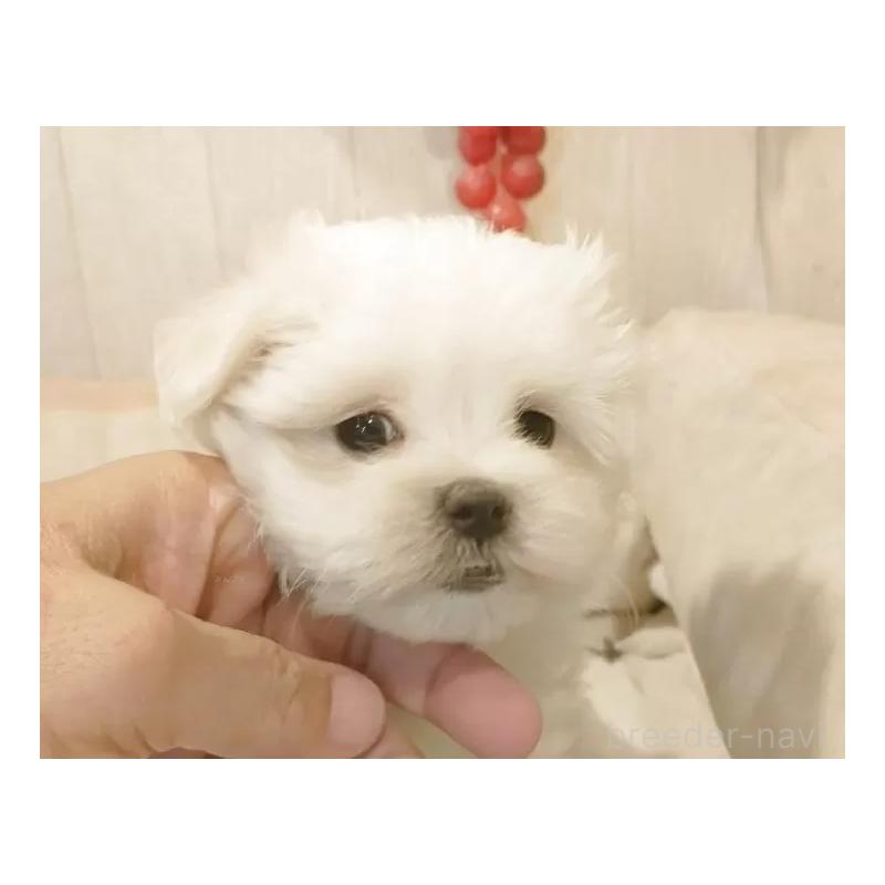 販売中の愛知県のマルチーズ-425177の7枚目