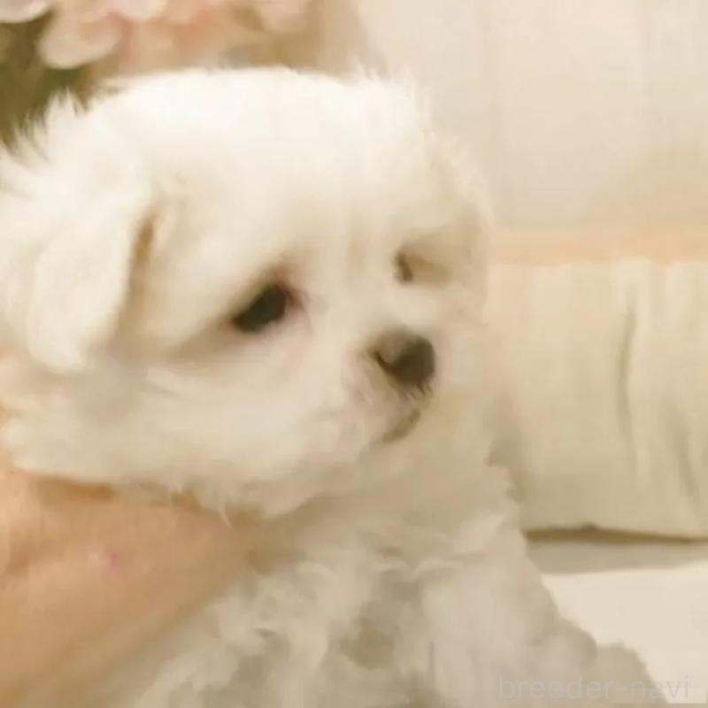 販売中の愛知県のマルチーズ-425177の6枚目