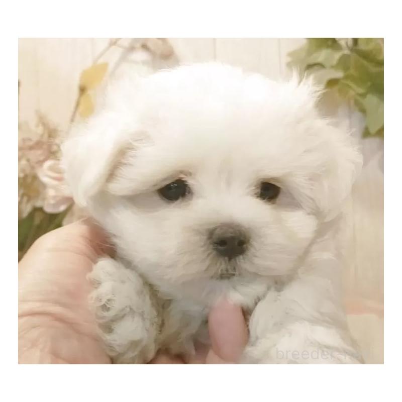 販売中の愛知県のマルチーズ-425177の5枚目
