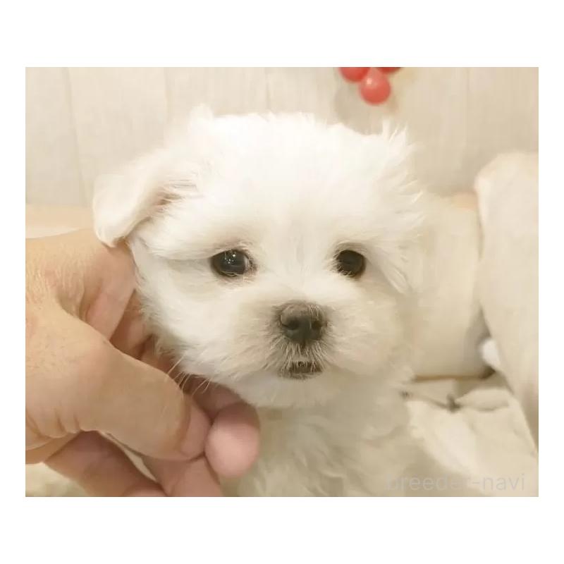 販売中の愛知県のマルチーズ-425177の4枚目