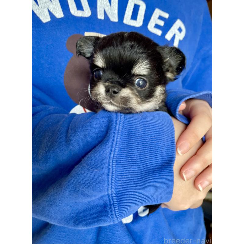 販売中の静岡県のチワワ(ロングコート)-424645の3枚目