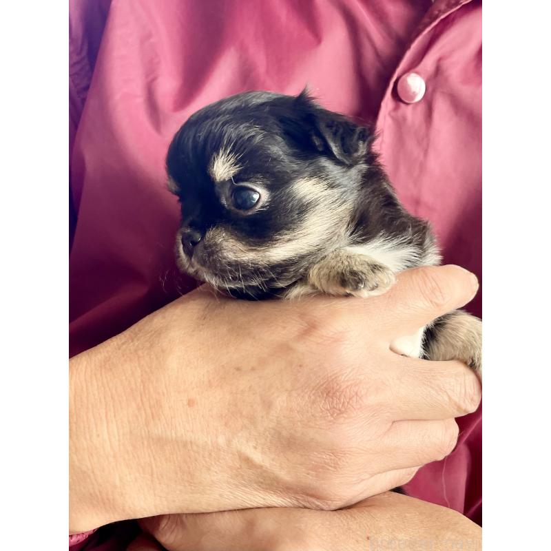 販売中の静岡県のチワワ(ロングコート)-424645の2枚目