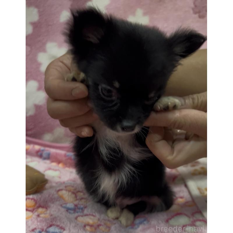 販売中の茨城県のチワワ(ロングコート)-425178の6枚目