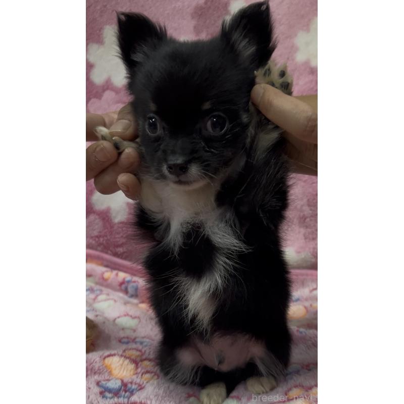 販売中の茨城県のチワワ(ロングコート)-425178の5枚目