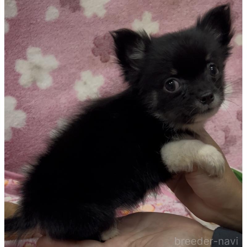 販売中の茨城県のチワワ(ロングコート)-425178の4枚目