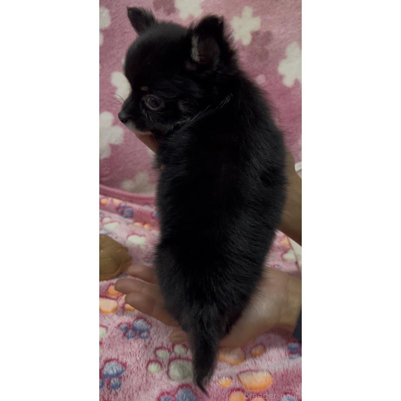 販売中の茨城県のチワワ(ロングコート)-425178の3枚目