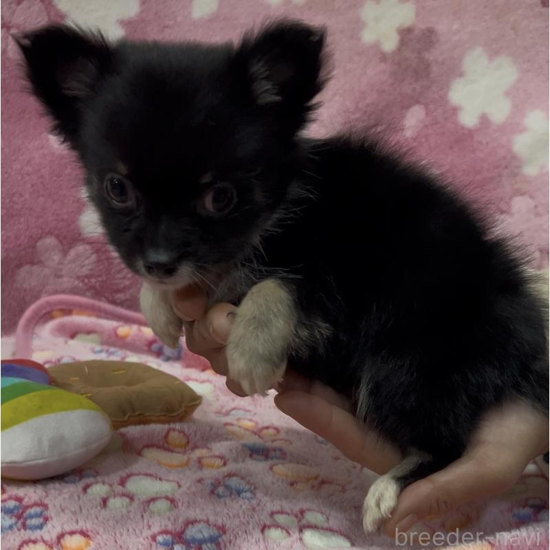 販売中の茨城県のチワワ(ロングコート)-425178の2枚目