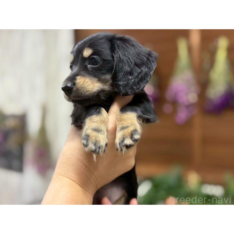 販売中の鹿児島県のカニンヘンダックスフンド(ロングヘアード)-421978の3枚目