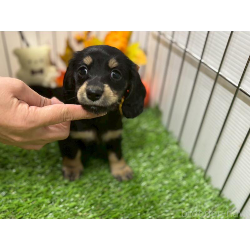 販売中の鹿児島県のカニンヘンダックスフンド(ロングヘアード)-421978の2枚目