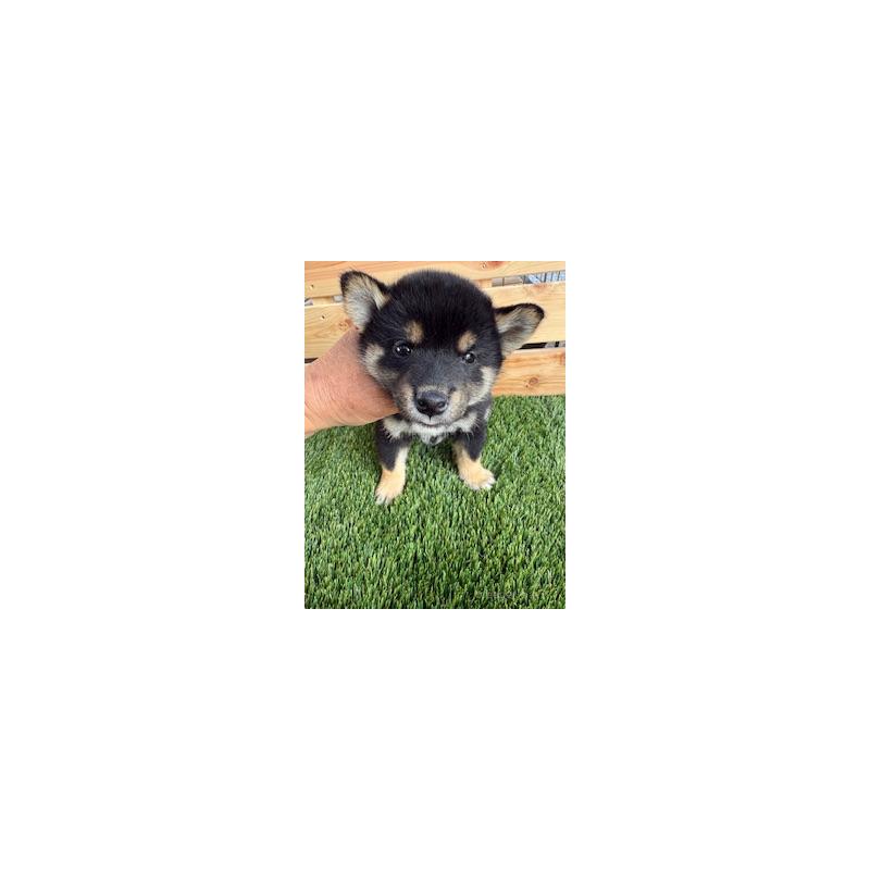 販売中の広島県の柴犬-425180の3枚目