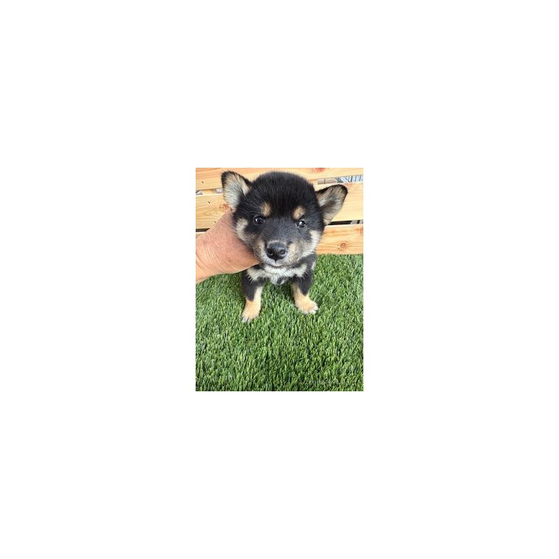 販売中の広島県の柴犬-425180の2枚目