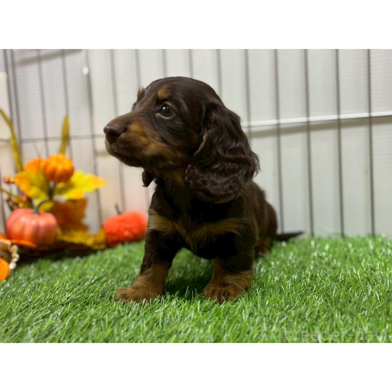 販売中の鹿児島県のカニンヘンダックスフンド(ロングヘアード)-419328の4枚目