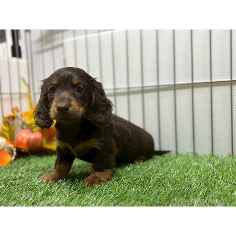 販売中の鹿児島県のカニンヘンダックスフンド(ロングヘアード)-419328の3枚目