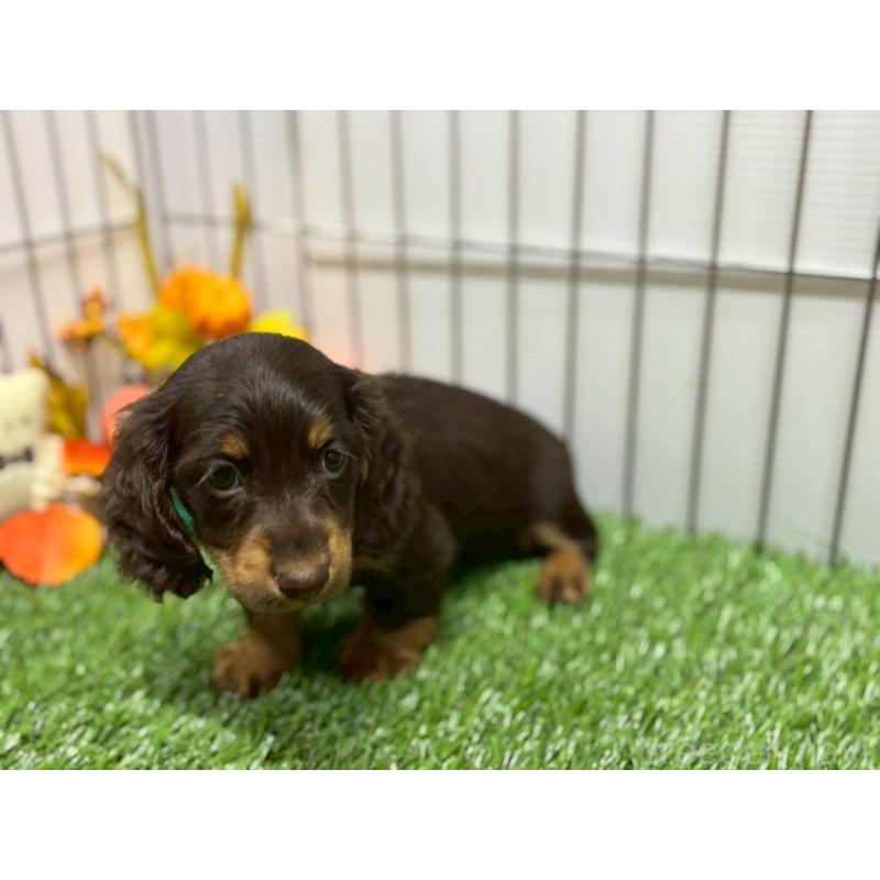 販売中の鹿児島県のカニンヘンダックスフンド(ロングヘアード)-419328の2枚目