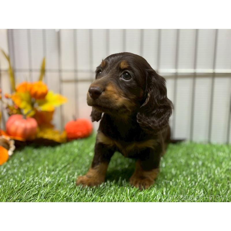 販売中の鹿児島県のカニンヘンダックスフンド(ロングヘアード)-419328