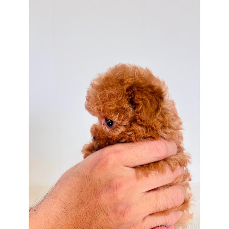 販売中の長野県のティーカッププードル-425181の7枚目