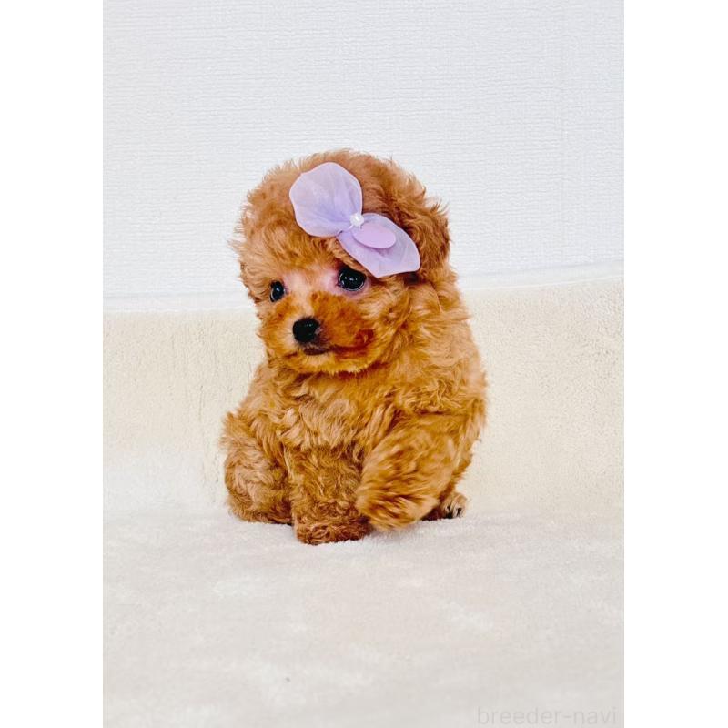 販売中の長野県のティーカッププードル-425181の6枚目