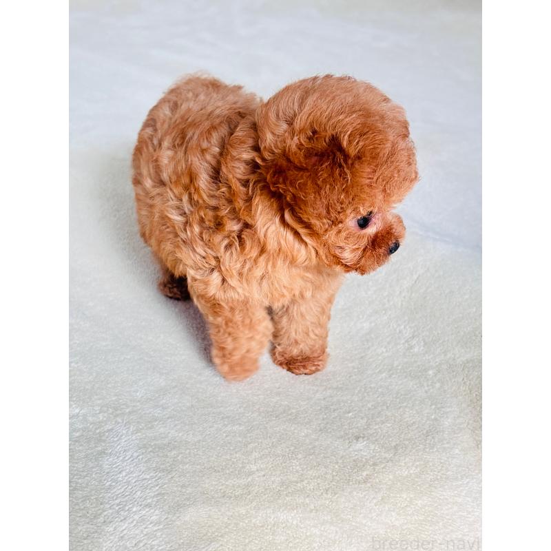 販売中の長野県のティーカッププードル-425181の4枚目