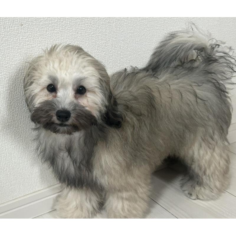 成約済の奈良県のハバニーズ-412718の3枚目