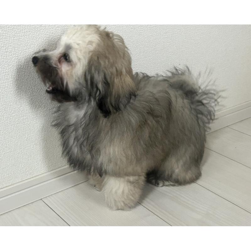 成約済の奈良県のハバニーズ-412718の2枚目