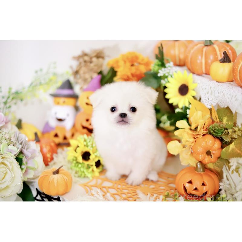 成約済の北海道のミックス犬-408388の4枚目