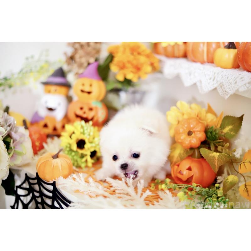 成約済の北海道のミックス犬-408388の3枚目