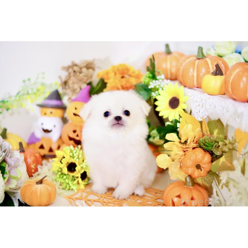 成約済の北海道のミックス犬-408388の2枚目