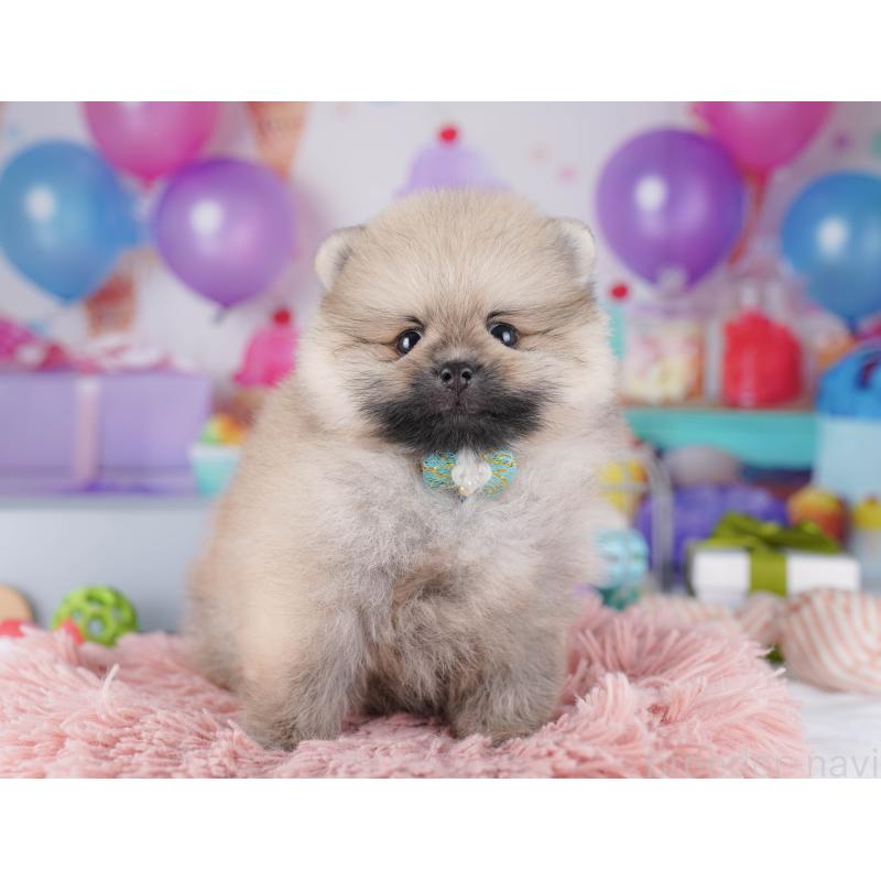 販売中の東京都のポメラニアン-425186の1枚目