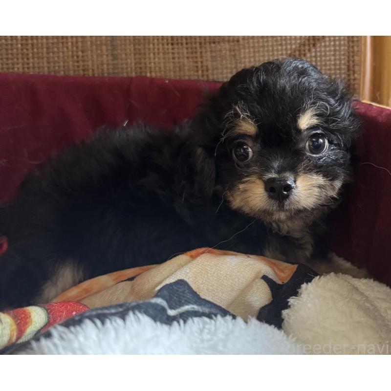 販売中の福井県のチワプー:チワワ×トイプードル-422595の5枚目