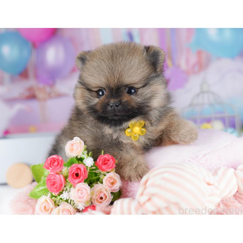 販売中の東京都のポメラニアン-425187