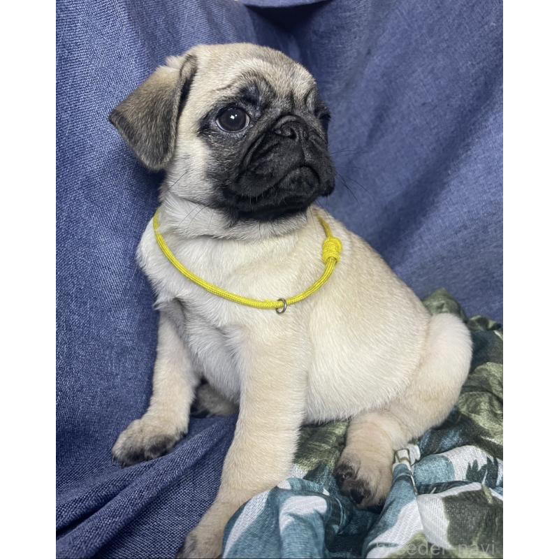 販売中の千葉県のパグ-417758の10枚目