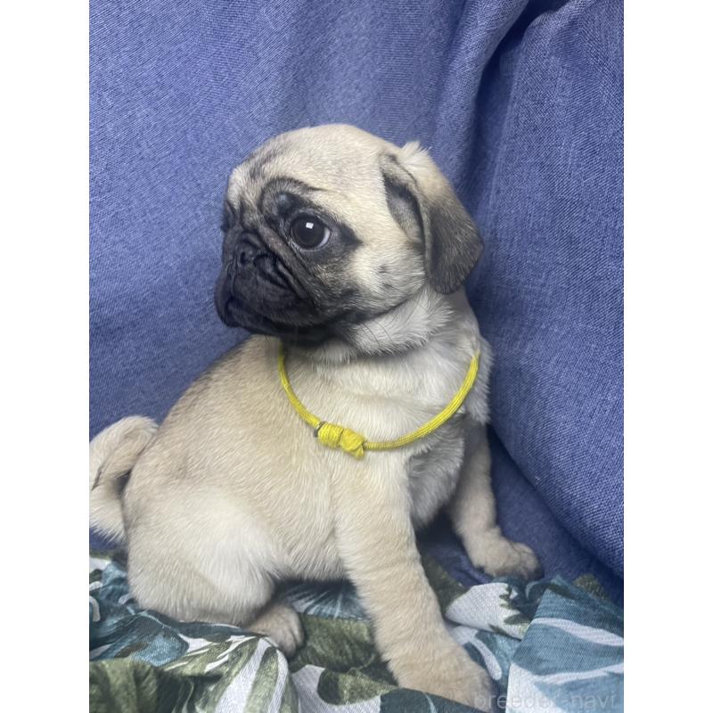 販売中の千葉県のパグ-417758の9枚目