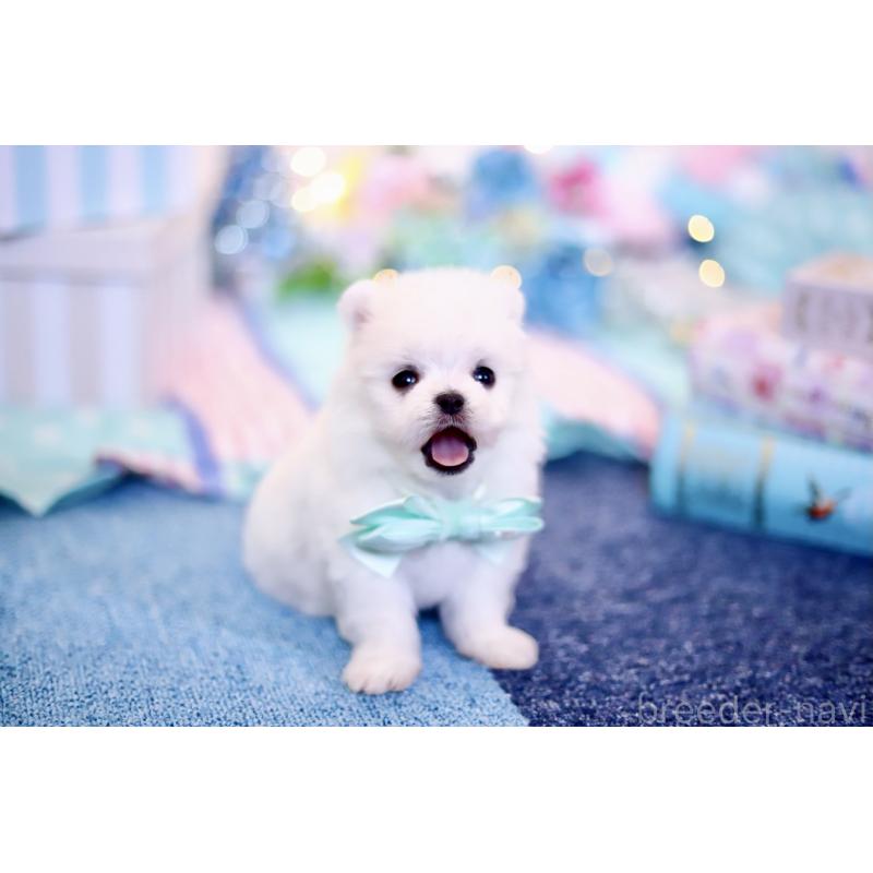 商談中の北海道のその他の犬種-420955の10枚目