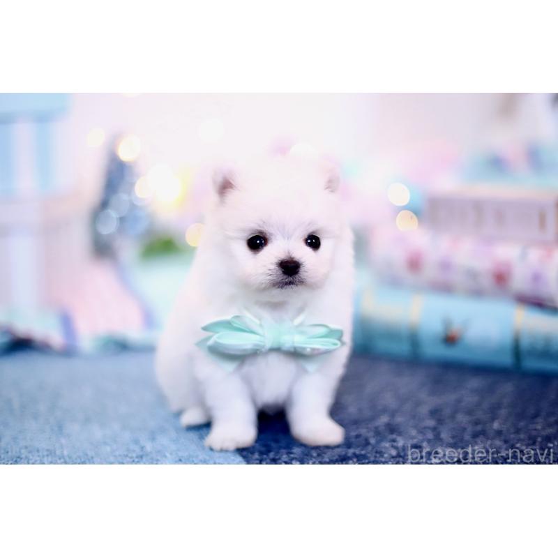 商談中の北海道のその他の犬種-420955の9枚目