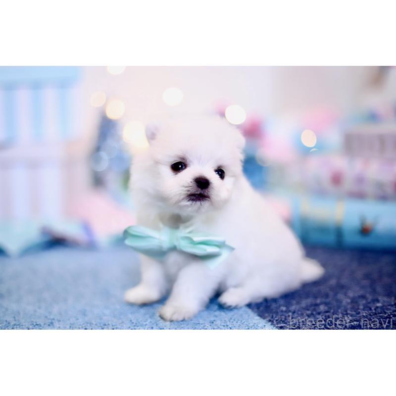 商談中の北海道のその他の犬種-420955の8枚目