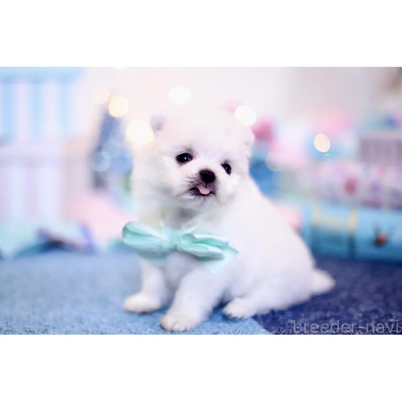 商談中の北海道のその他の犬種-420955の6枚目