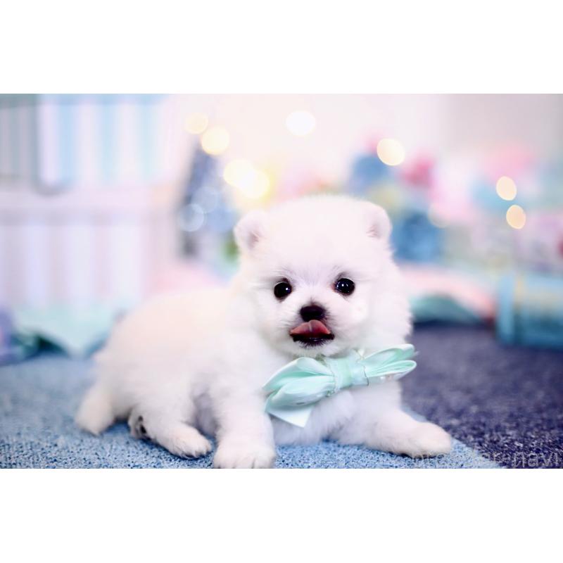 商談中の北海道のその他の犬種-420955の5枚目