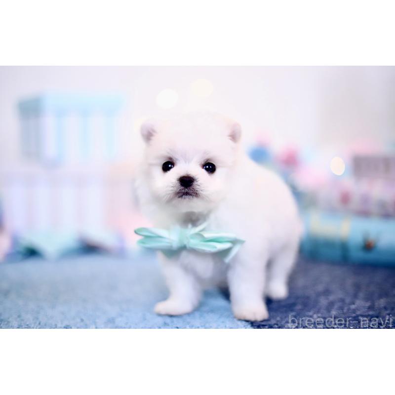 商談中の北海道のその他の犬種-420955の4枚目