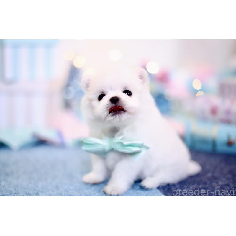 商談中の北海道のその他の犬種-420955の3枚目