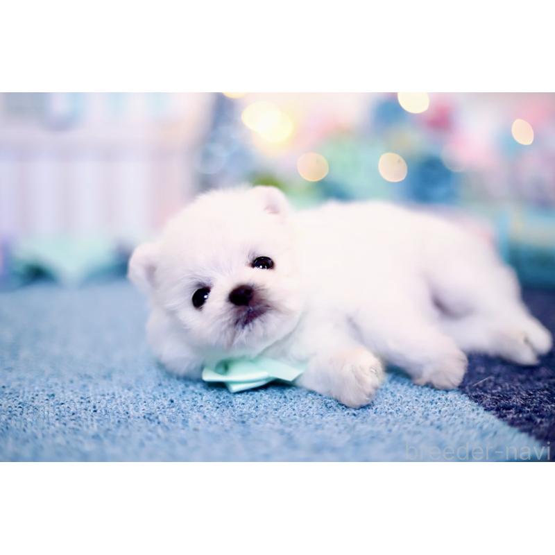 商談中の北海道のその他の犬種-420955の2枚目