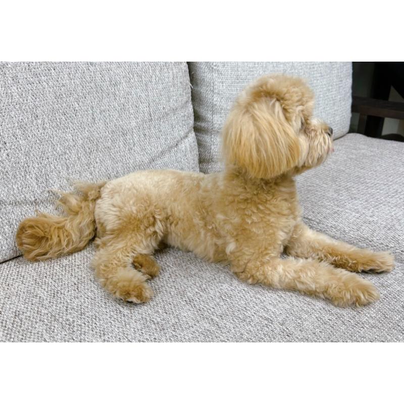 販売中の東京都のマルプー:マルチーズ×トイプードル-398161の4枚目