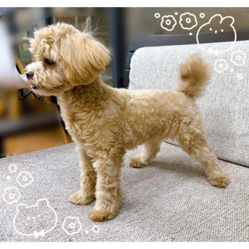 販売中の東京都のマルプー:マルチーズ×トイプードル-398161の3枚目